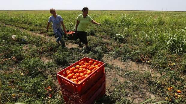 Еврокомиссия: Контрсанкции РФ помогли Европе увеличить экспорт продукции