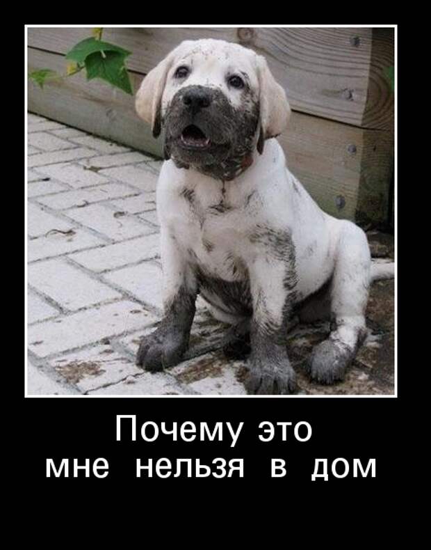 Демотиваторы Демотиваторы демотиваторы, животные, прикол, юмор