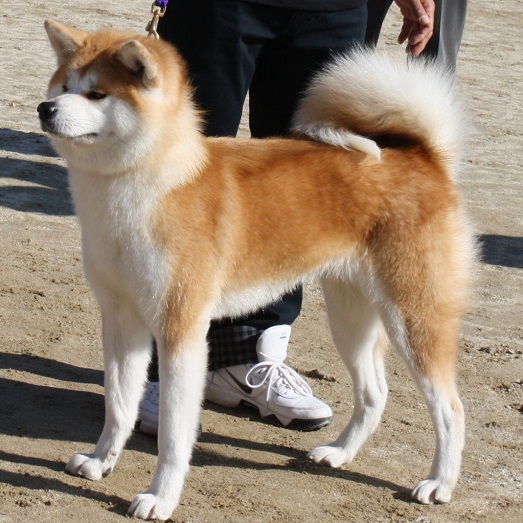Красавчик