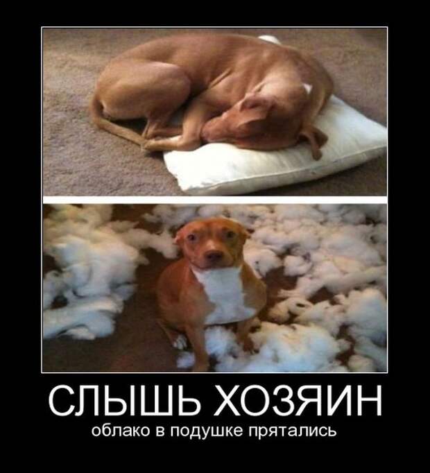 Демотиваторы Демотиваторы демотиваторы, юмор