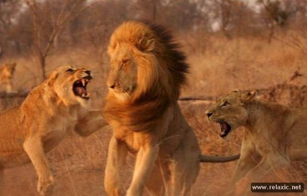 funny_animals_003