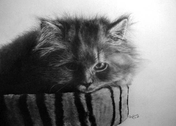Реалистичные рисунки карандашом коты (9)