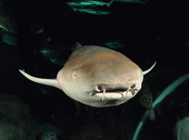 https://diveinpattaya.com/Content/Images/uploaded/Fish/Tawny-Nurse-Shark.JPG