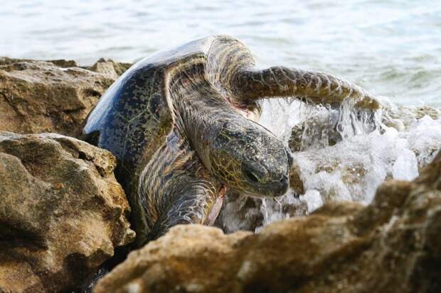 Молодая морская черепаха ждет, когда ее снова смоет с рифа волной 
