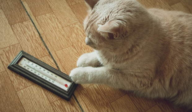 Синоптики рассказали о погоде в Карелии до конца недели