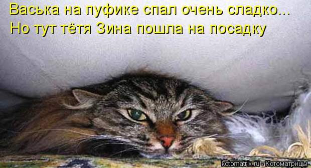 Котоматрица: Васька на пуфике спал очень сладко... Но тут тётя Зина пошла на посадку