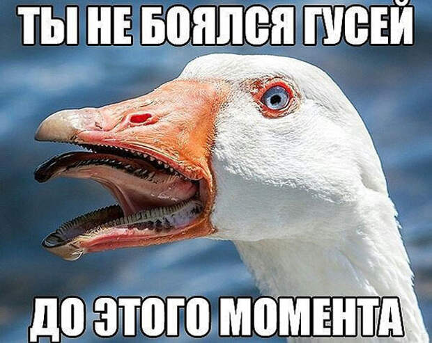 Картинки, приколы
