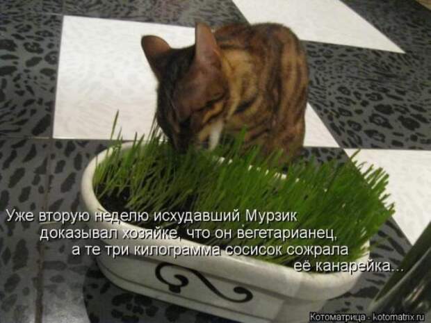 котоматрицы (50 фото) котоматрицы (50 фото)