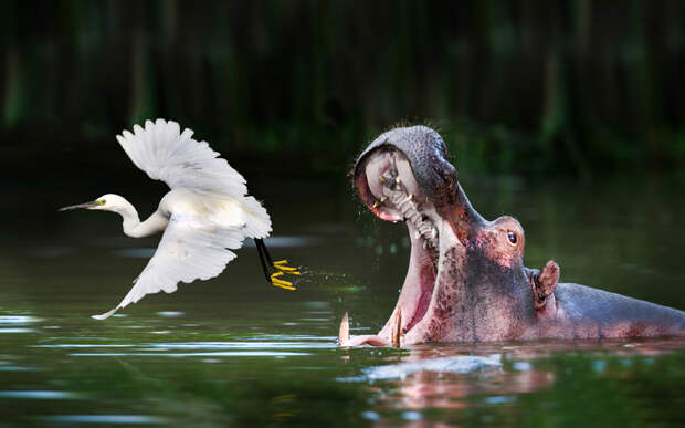 Цапля взлетает, бегемот зевает на озере Мбуро в Уганде