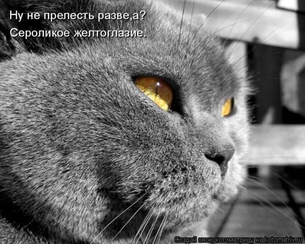 Лучшие котоматрицы недели (50 фото)