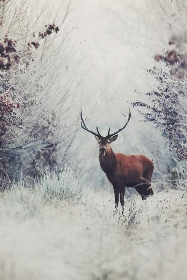 17 фотографий, которые доказывают, что зима - прекрасное время года