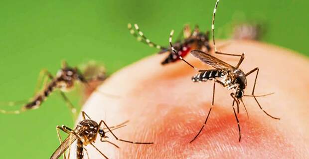 Cпособ защиты от комаров - Егерский! Когда забыл репеллент