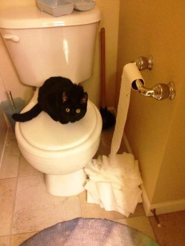 Котострофа коты, один дома