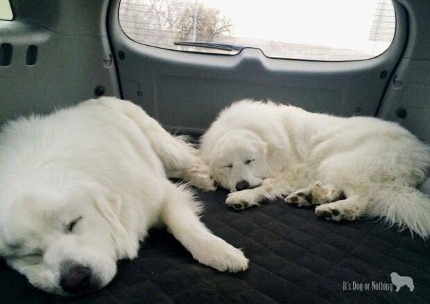 Great Pyrenees
