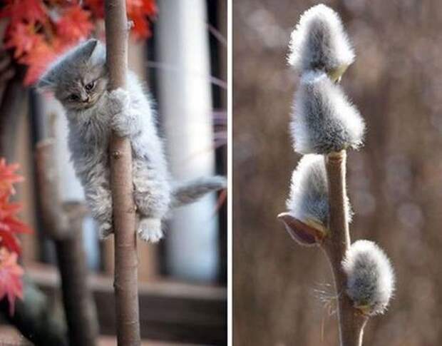 Прикольные картинки. Вечерний выпуск (52 фото)