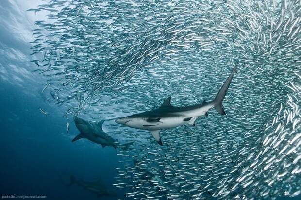 Потрясающие подводные фотографии Александра Сафонова животные, факты
