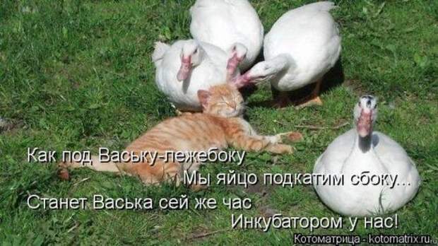 Котоматрицы (забавные картинки с надписями)