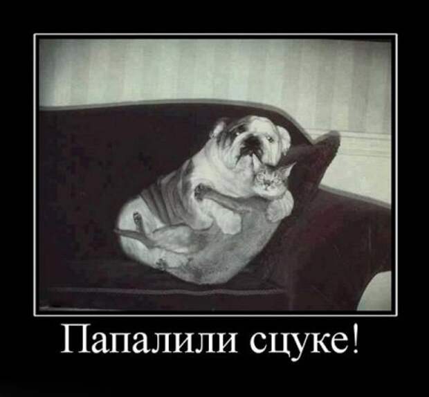 Демотиваторы забавные, новые и только прикольные для вас!