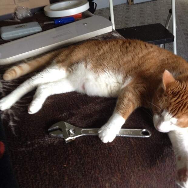 Коты, которые всегда рады помочь своему хозяину коты в неожиданных местах, Коты, которые всегда рады помочь своему хозяину