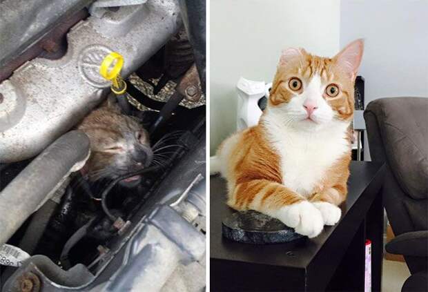 Бывшие бездомные коты до и после, кошки, преображение