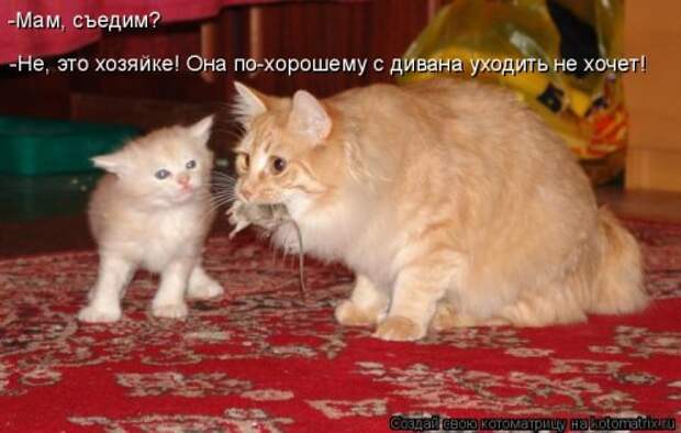 Свежая котоматрица для хорошего настроения (31 фото)