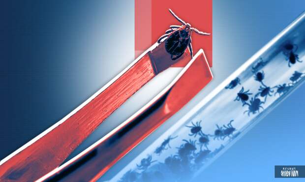 Роспотребнадзор назвал переносимые клещами инфекции