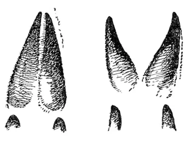 След лося. Следы кабарги. Кабарга Сибирская следы. Следы лося самца и самки. Следы самца кабарги.