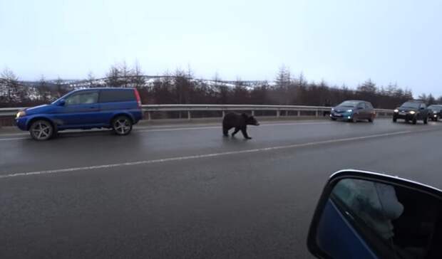 Голодные медведи нападают на автомобилистов под Магаданом