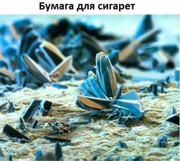 Немного интересного под микроскопом интересно, фото под микроскопом