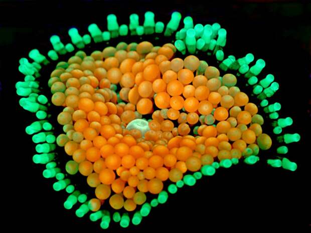 Коралл Ricordea florida макро, микро, микросъемка, микросъёмка