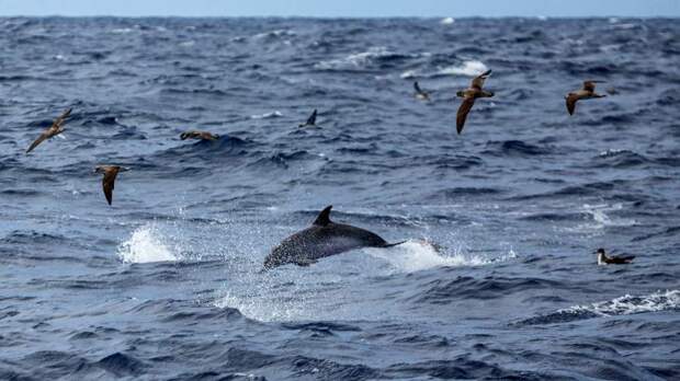 Губернатор Мурманской области сообщил о создании в регионе Центра защиты китов