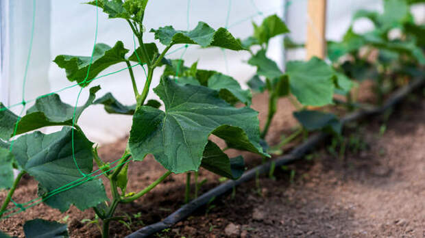 Мечта дачника: какой сорт огурцов признали лучшим для рассады в 2026 году