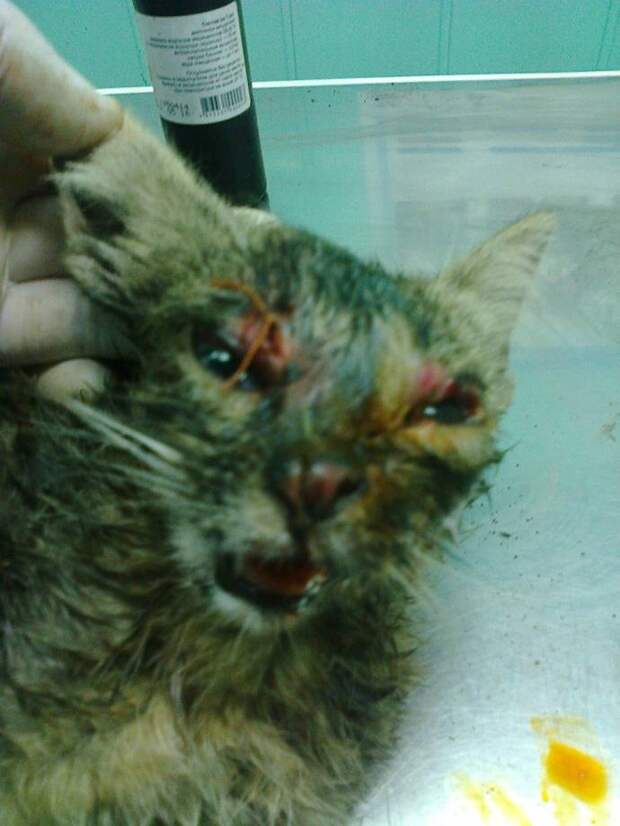 Ветеринар спас котенка, пострадавшего от рук жестоких школьников ветеринар, воронеж, животные, котенок, спасение