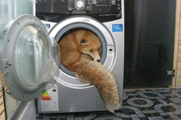 Смешные и забавные животные