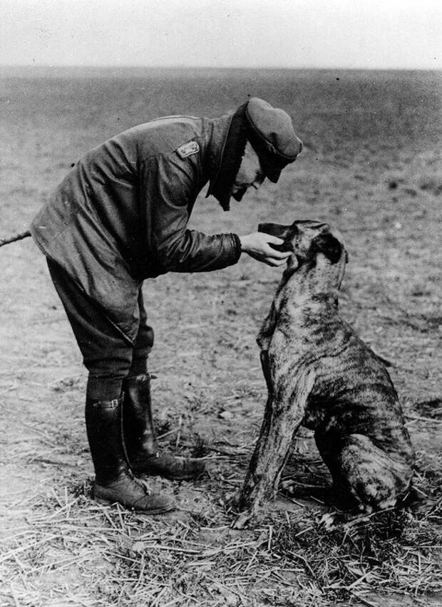 Солдаты с большим сердцем афганистан, великая отечественная, военные, вторая мировая, вьетнам, первая мировая, питомцы, собаки