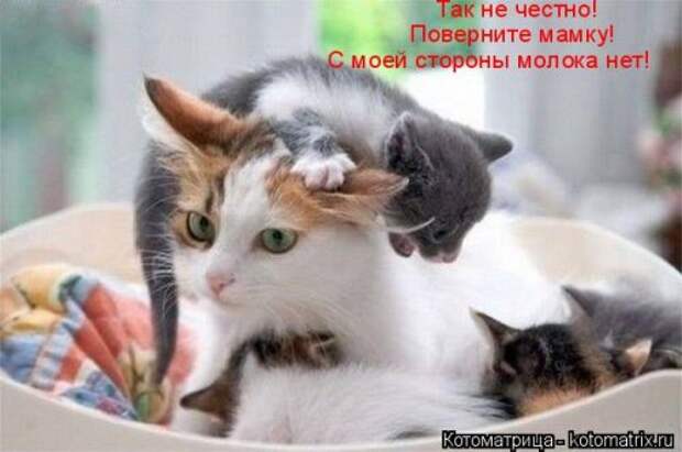 Котоматрица на Бугаге (30 фото)