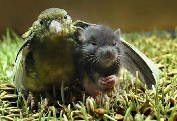 InterspeciesFriends19 InterspeciesFriends19 Самые трогательные примеры дружбы среди животных