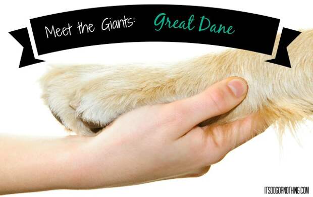 This week on Meet the Giants, the Great Dane! Come learn about this majestic breed with us!