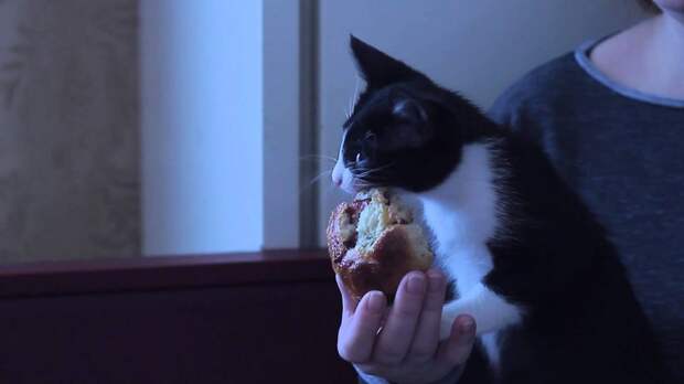 Утро начинается не с кофе. А с кормежки голодного кота коты, фото