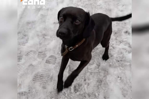 В Красноярском потерявшийся пес нашелся спустя два года в 50 км от дома