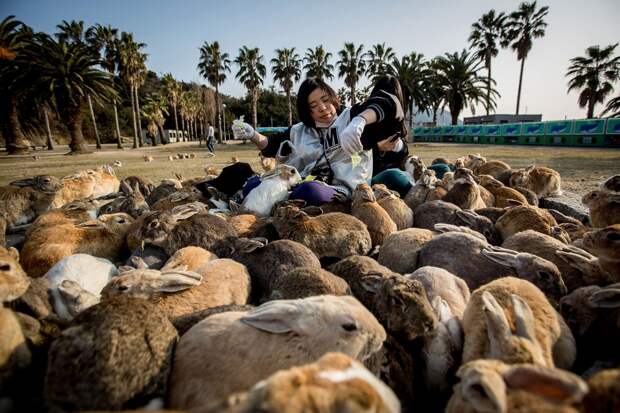 26. Целый остров кроликов страна, сумасшествие, япония