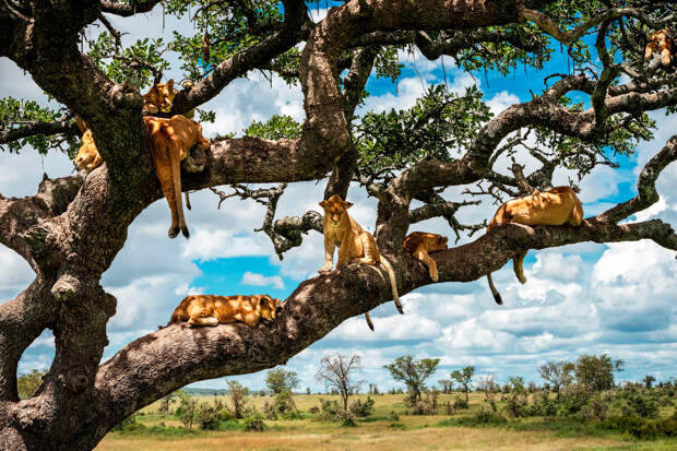 Семейство львов на дереве