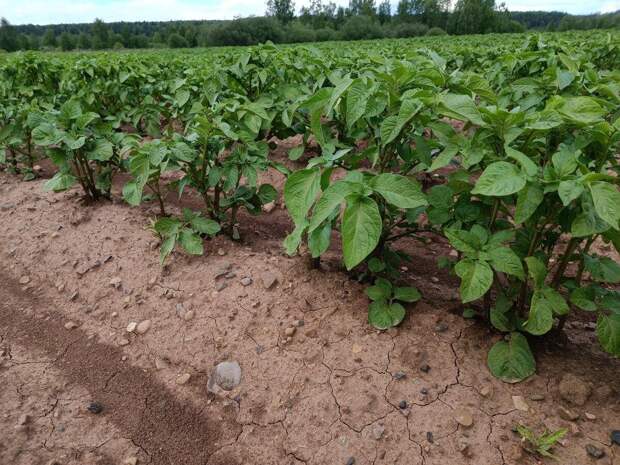 Пора достать из хранилища семенной картофель на яровизацию, перебрать его, оценить, достаточно ли его для посадки