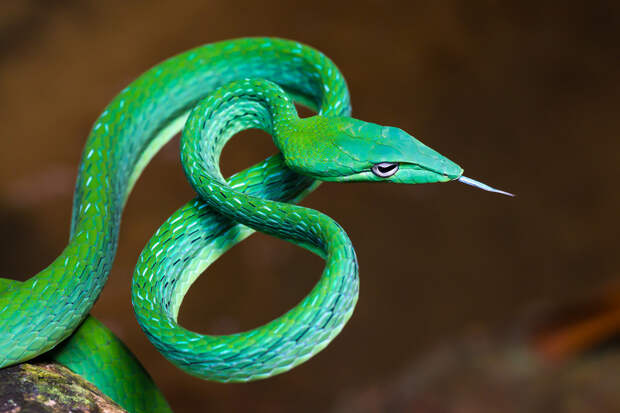1. Травянисто-зелёная плетевидка в мире, змея, красота