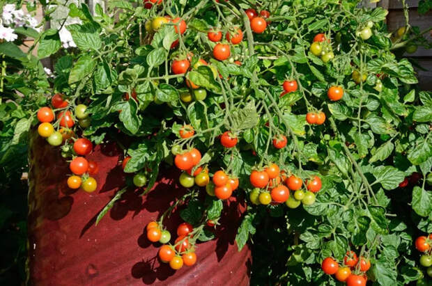 Как получить большой урожай томатов в маленьком горшочке