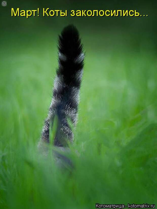 Чудная котоматрица 11