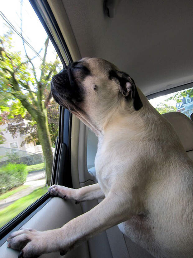 Жизненные советы от пса Мёрфи