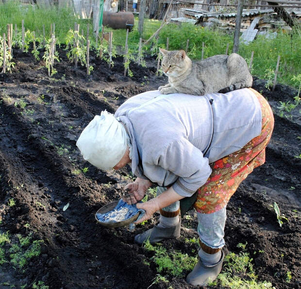 20 котиков, которые могли бы вести себя по-нормальному, но зачем, если их и так любят?