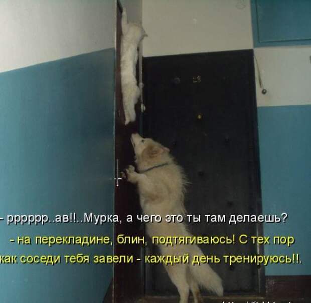 Котоматрица 14