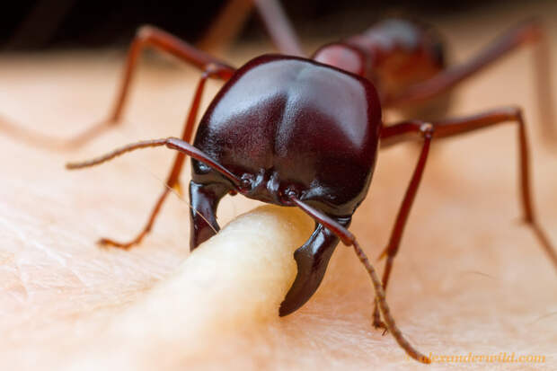 Так кусается муравей природа, удивительное, фото